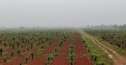 Red Sandalwood Plantation Farmlands at Thangirala, AP 1 Acre 420 plants