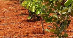 Red Sandalwood Plantation Farmlands at Thangirala, AP 1 Acre 420 plants