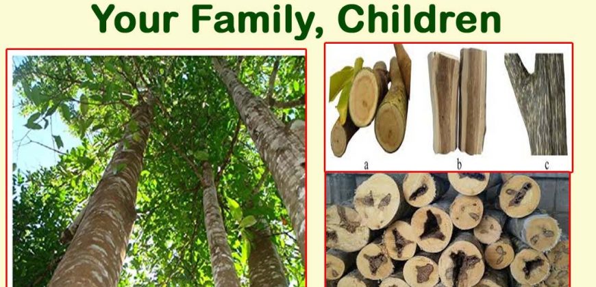 Farmlands for sale- Agar Wood Plantation Plot for Sale