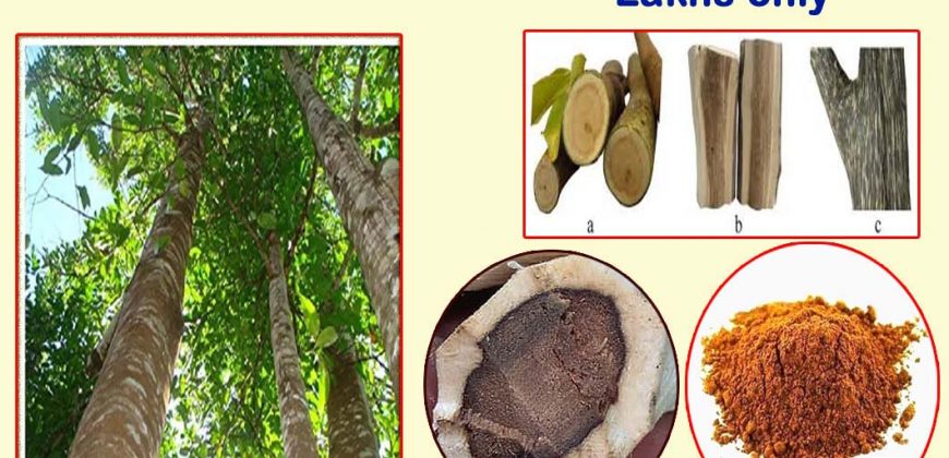 Farmlands for sale- Agar Wood Plantation Plot for Sale