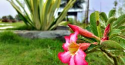 open plots for sale at pharma city