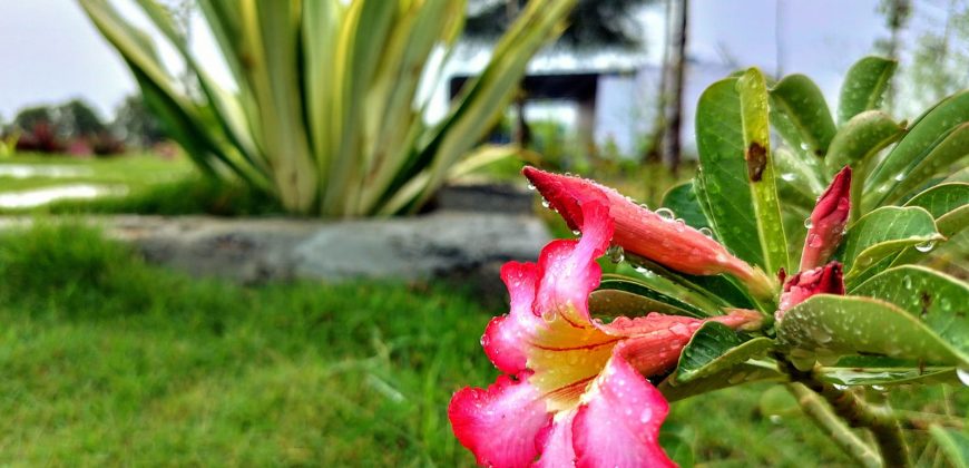 open plots for sale at pharma city