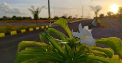 dtcp approved plots for sale at nandiwanapaty