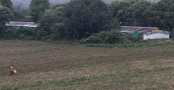 Kosgi 40 acres mango farm sale 9000533026