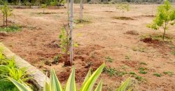 Glentree pharma county plots for sale – 9701498367