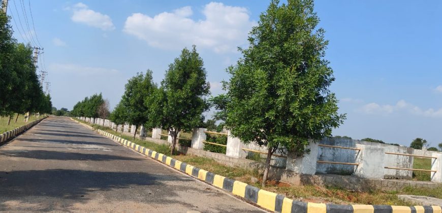 Vasudaika cosmo celesse in Kurmidda Srisailam highway