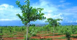 Sai vanam farmlands and resorts near Hyderabad with in the HMDA Limits
