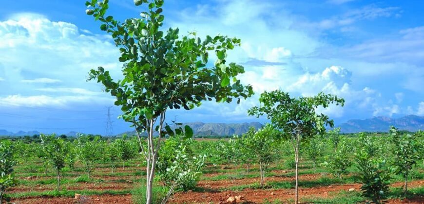 Sai vanam farmlands and resorts near Hyderabad with in the HMDA Limits